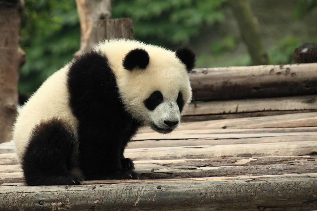 Chengdu Pandas & Jiuzhaigou